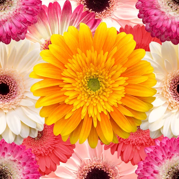 Безшовний фон з квітами гербери — стокове фото