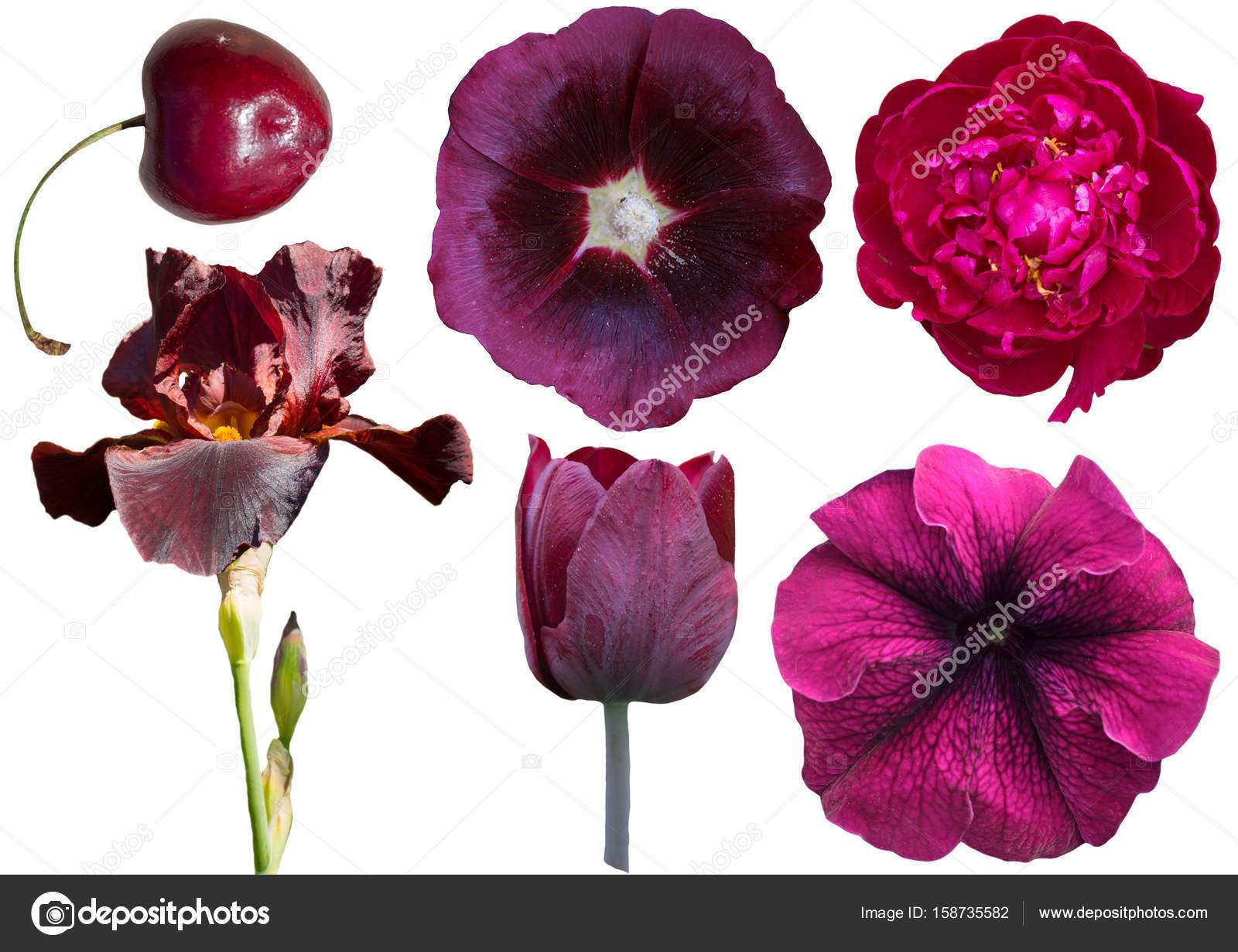 burgundy and white background
