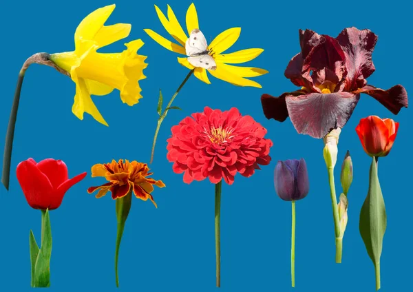 고립 된 줄기와 다른 꽃의 수집 — 스톡 사진