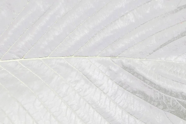 Білий фон з натуральних тонованих листя — стокове фото