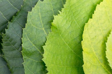 Ihlamur ağacı yaprakları yeşil renk paleti