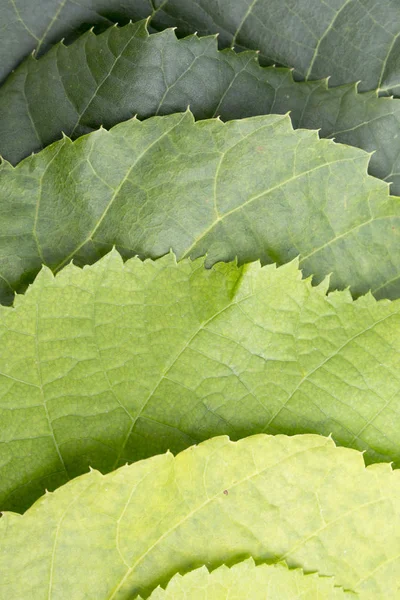 Een palet van groen kleur van de bladeren van een Linde — Stockfoto