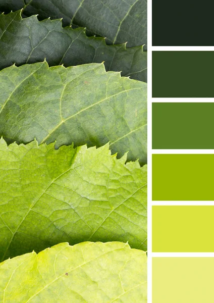 Зелене листя кольорова палітра з безкоштовним годинником — стокове фото