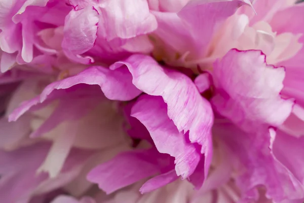 Flor de peonía rosa, primer plano, fondo — Foto de Stock
