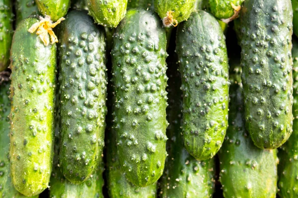 Cucumbers on the counter of the store, close-up. — Stock Photo, Image