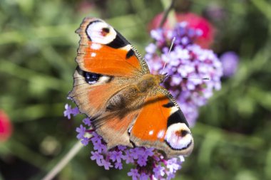 Tavus kuşu göz çiçek kelebek