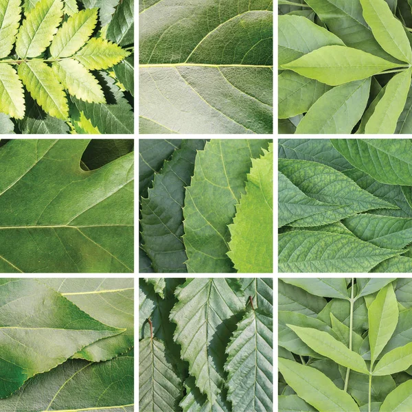 Collage of green leaves of different trees, square — Stock Photo, Image