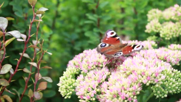 Vlinder verzamelt nectar op bloemen — Stockvideo