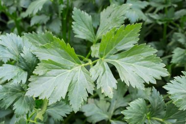 Yatağa büyüyen kereviz. Yukarıdan görüntülemek.