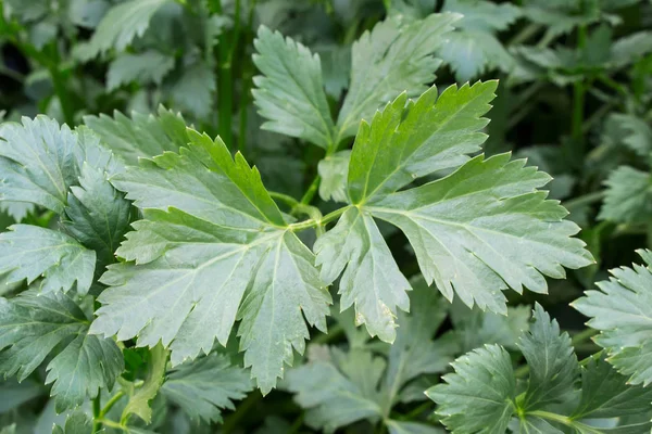 Yatağa büyüyen kereviz. Yukarıdan görüntülemek.