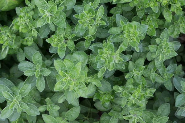 Yatağa büyüyen kekik. Yukarıdan görüntülemek.