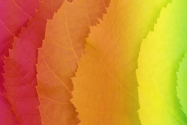 Close-up of colored toned leaves of linden — Stock Photo, Image