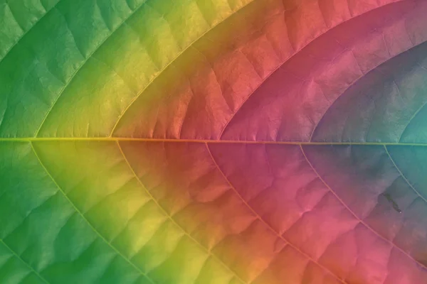 Close-up tinted with a color gradient leaf — Stock Photo, Image