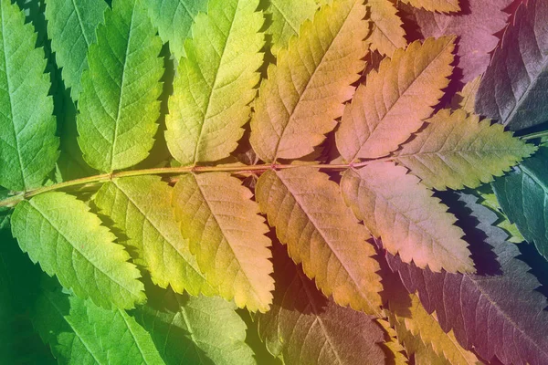 Close-up of colored toned leaves of rowan — Stock Photo, Image