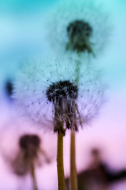 Güzel karahindiba renk gradyan, closeup tonda