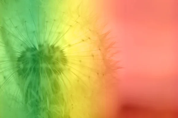 Beautiful dandelion toned in color gradient, closeup — Stock Photo, Image