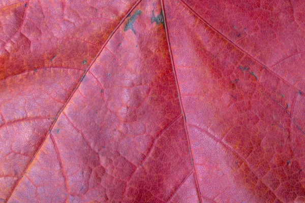 Клен червоний листовий макрос — стокове фото