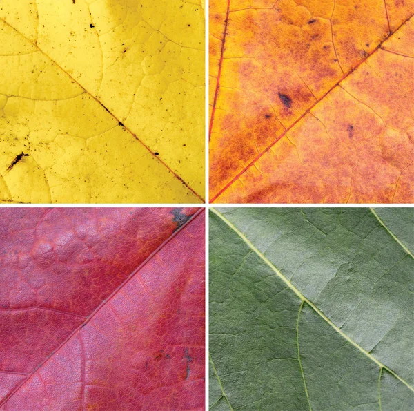 Collage of autumn leaves, macro, concept, postcard — Stock Photo, Image