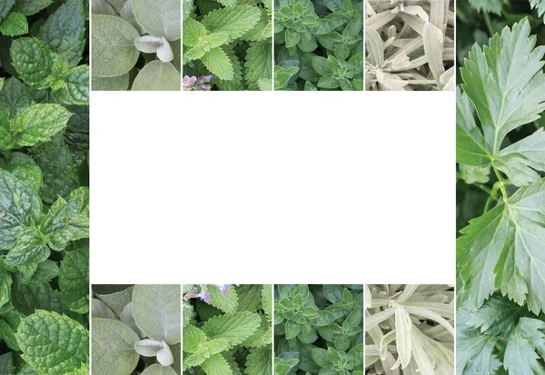 Frame, collage of fragrant herbs — Stock Photo, Image
