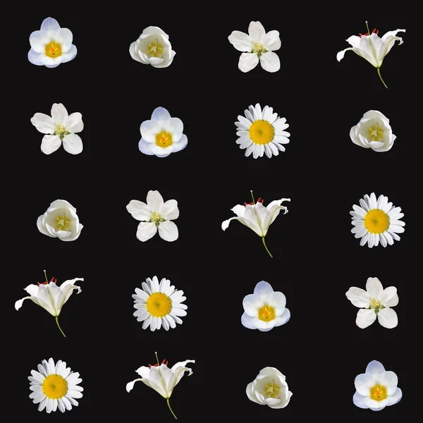 Siyah bir zemin üzerine beyaz çiçekler ile Seamless Modeli — Stok fotoğraf