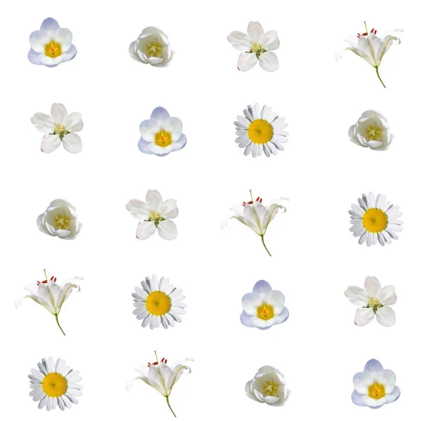 Wzór z białe kwiaty na białym tle — Zdjęcie stockowe