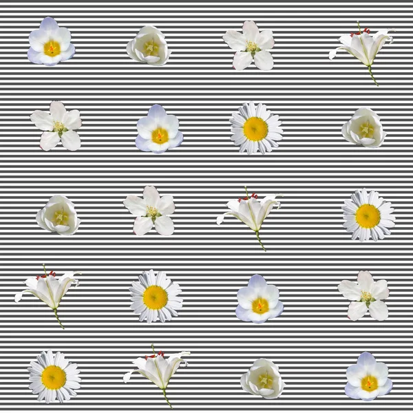 Seamless pattern with white flowers on a striped background — Stock Photo, Image