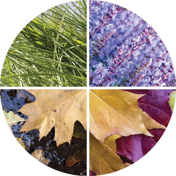 Collage of scenes of the four seasons — Stock Photo, Image