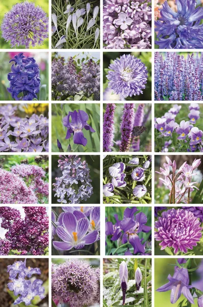 collage of violet  flowers. Violet  color - trendy color of the season 2018, vertical.