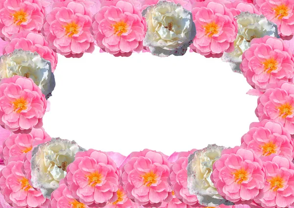 Frame, postcard of rose  flowers  isolated on white background.