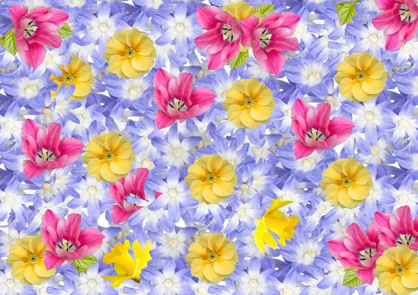 Kolaż, tło, pocztówka wiosenne kwiaty na białym tle. — Zdjęcie stockowe