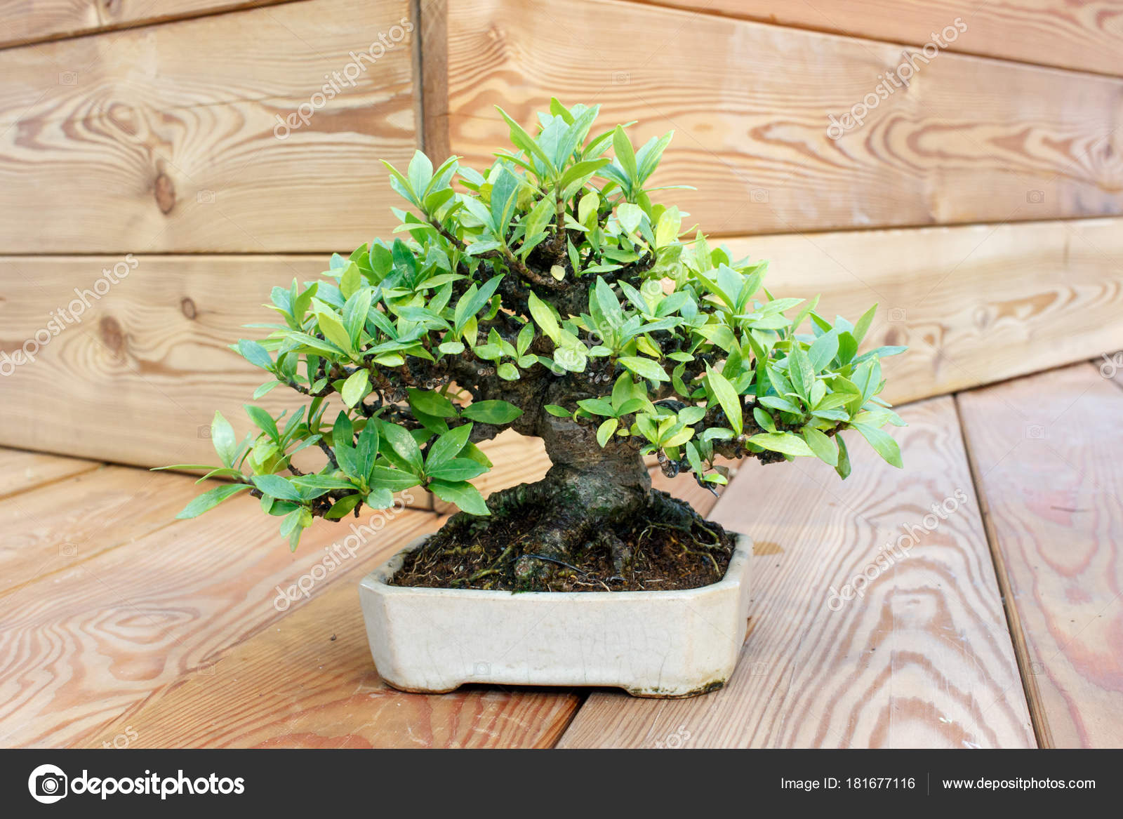 Bonsai Tree Bonsai Tree Wooden Background Stock Photo C Wasnoch 181677116