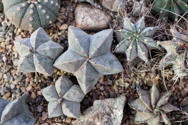Kaktüsler (kaktüs), üstten görünüm, düz yatıyordu