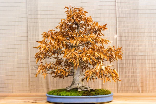 Bonsai tree  bonsai tree on wooden background
