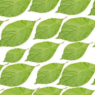 Kusursuz yeşil yapraklar arkaplanı