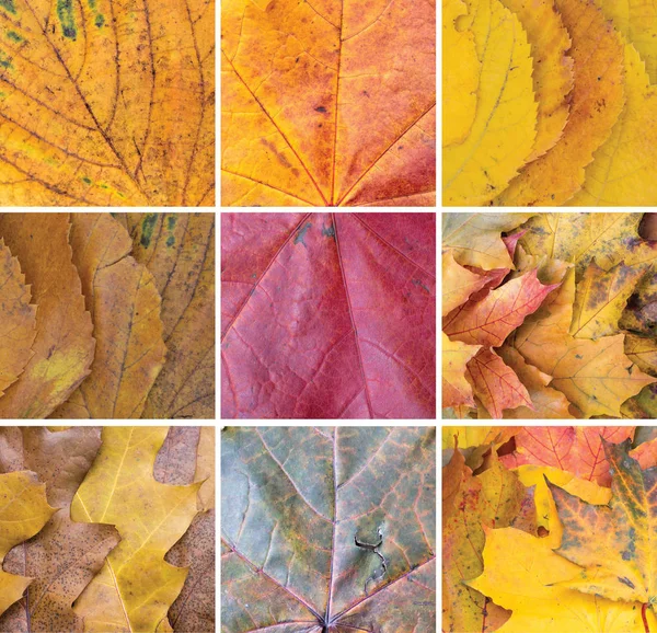 Autumn Leaves Collage Square — Stock Photo, Image