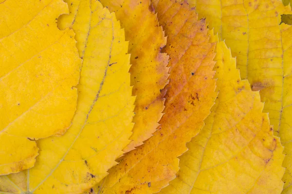 Macro Feuille Jaune Tilleul Pose Plate Vue Sur Dessus — Photo