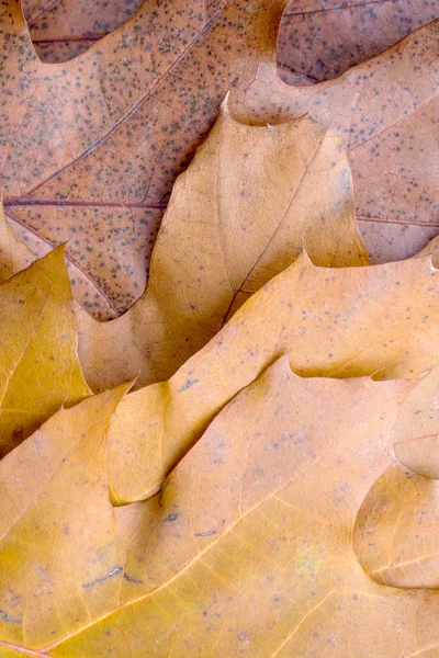 Dry Oak Leaves Lying Background Natural Dry Brown Leaves — Stock Photo, Image