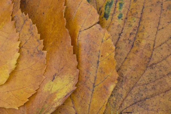 Linden Brown Leaf Macro Flat Lay Top View — Stock Photo, Image