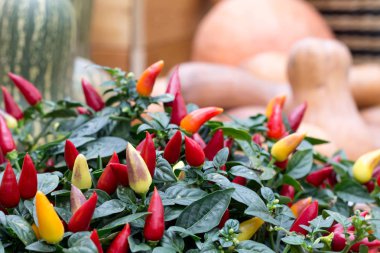 Dekoratif karabiber kırmızı biber kabak ve kabak hasat çerçevede bir tencerede. Sonbahar natürmort, hasat.