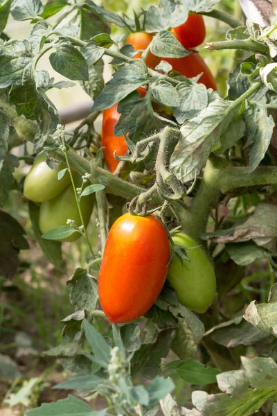 Rode Groene Tomaten Groeien Een Tak — Stockfoto