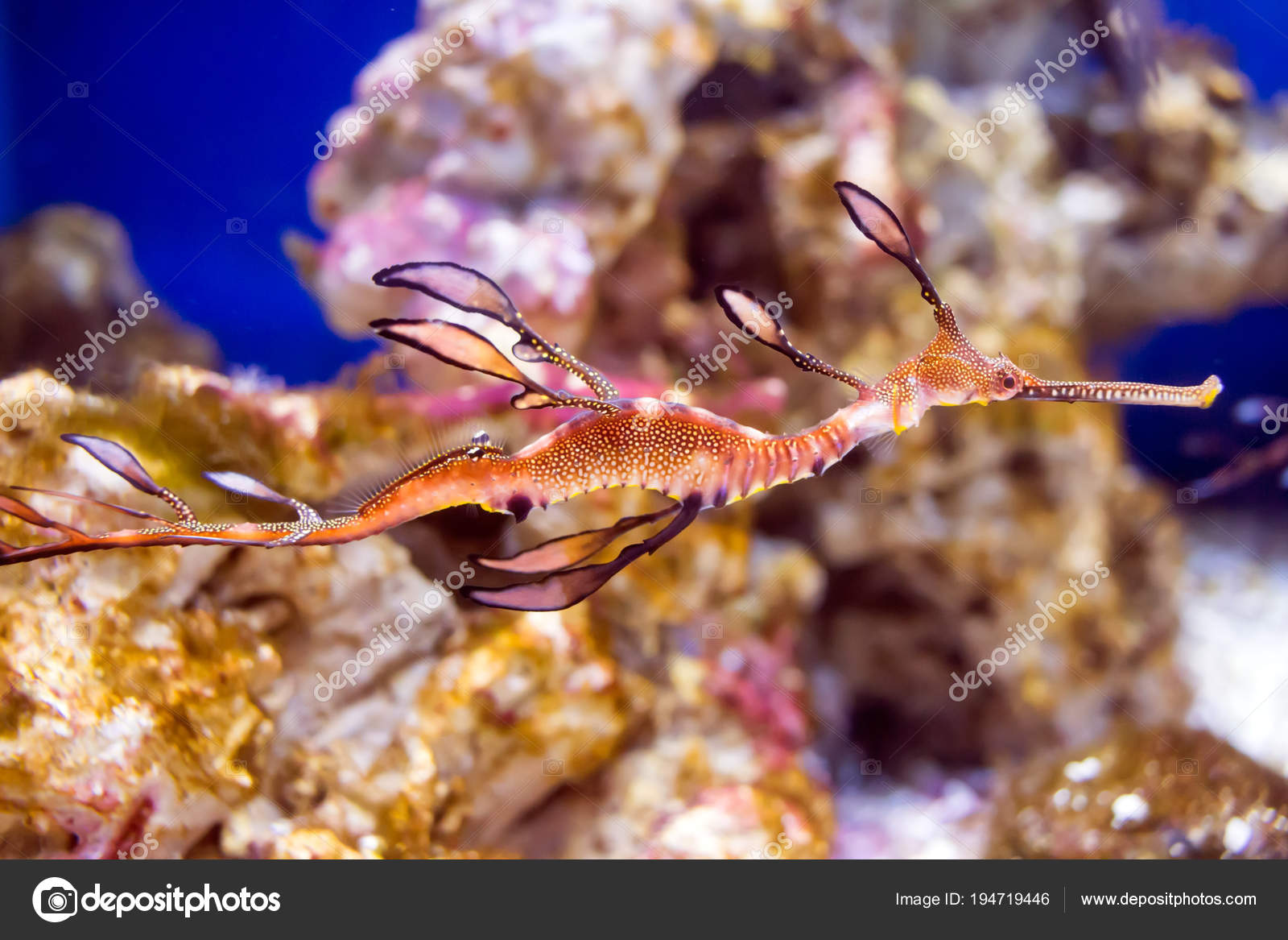 seahorse colorful