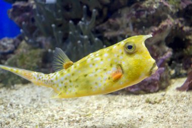 Longhorn Cowfish Lactoria cornuta