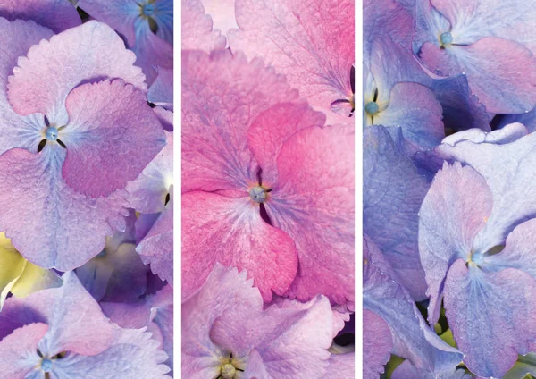 Collage Romántico Amor Flor Hortensia Pinc Color Violeta — Foto de Stock