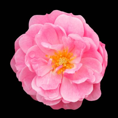 Pembe gül siyah arkaplanda izole edilmiş.