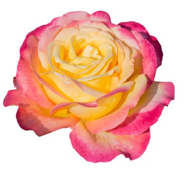 Pembe ve Sarı Gül izole