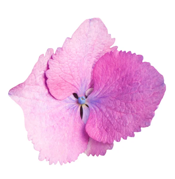 Jednoduchá Růžová Kytka Hortenzie Izolovaná Bílém — Stock fotografie