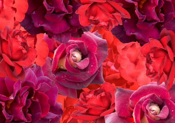 Collage Rosas Rojas Horizontales Para Usar Como Teléfono Tarjetas Telones — Foto de Stock