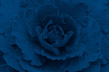 Dekoratif bir lahanaya yakın plan, tonlu. Moda Klasik Mavi Rengi.