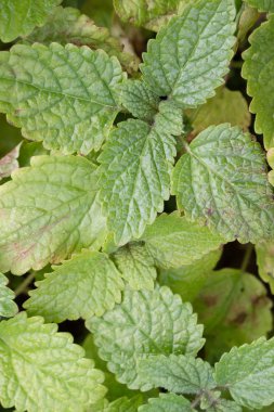 Melissa officinalis, Melissa officinalis bırakır. Yakın çekim, arka plan, üstteki görünüm.