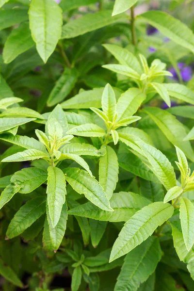 Lemon verbena - Aloysia triphylla — Stock Photo, Image